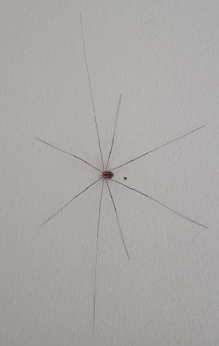 Leiobunum sp.